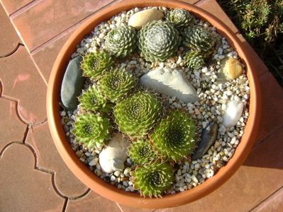 Orostachys spinosa & Sempervivum arachnoideum