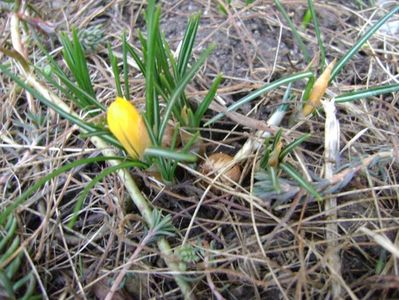 9 febr. 2018: Primul crocus; 9 febr. 2018
