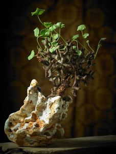 Mark Follon - Pelargonium mirabilis