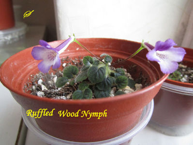 Ruffled Wood Nymph(12-02-2018)