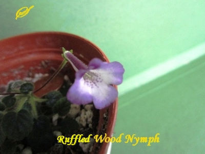 Ruffled Wood Nymph(8-02-1018)