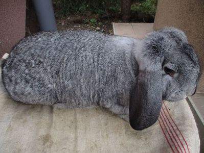 Chinchilla RO12-4783