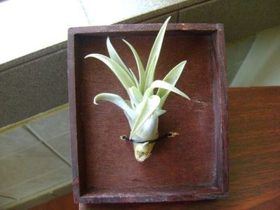 Tillandsia albida