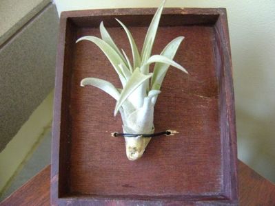 Tillandsia albida