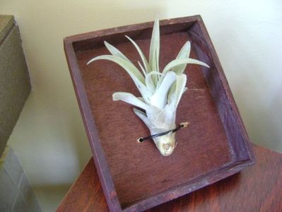 Tillandsia albida