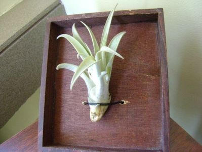 Tillandsia albida