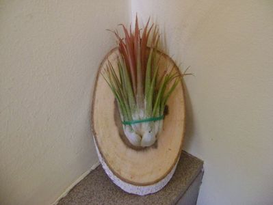 Tillandsia ionantha rubra