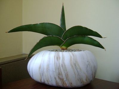 Sansevieria lavranos #24334