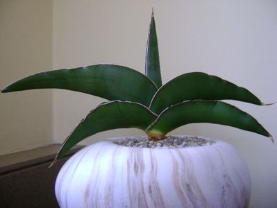 Sansevieria lavranos #24334