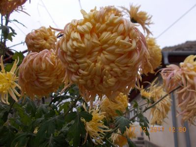 galben chihlimbar