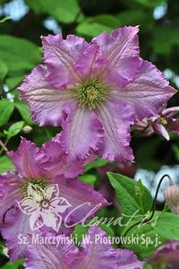 clematis tentel; gr3;Inflor. abundent din iunie pana in aug.
Flori de marime medie.roz.2-2.5 m; 50ron, Clematite
