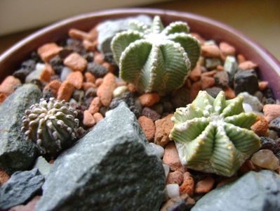 Grup de 3 cactusi; Aztekium hintonii, San Jose del Rio Galeana, Mx (2 ex.)
Geohintonia mexicana, Rio San Jose, NL
