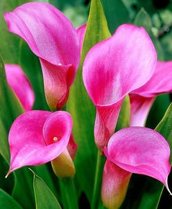 38 Cala Zantedeschia Rehmannii (Arum Lily Pink)