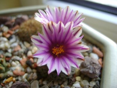 25 febr. 2018 - Turbinicarpus valdezianus, MM 96 Tecolotes, Zac.