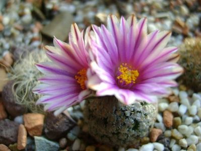 25 febr. 2018 - Turbinicarpus valdezianus, MM 96 Tecolotes, Zac.