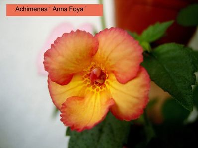 Anna Foya