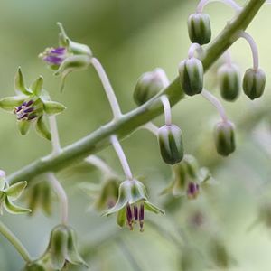 25 febr. 2018: Ledebouria socialis