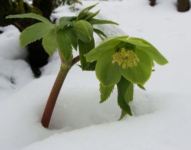 Spânzul verde- cel mai viteaz, restul stau sub zăpadă, cu capetele plecate la pământ
