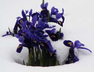 Irişii reticulata s-au obişnuit deja : când sub zăpadă, când se înalţă deasupra ei...