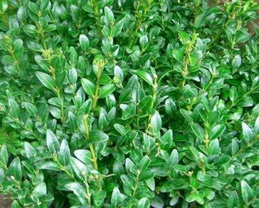 Buxus sempervirens `Bordet`