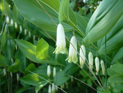 Polygonatum odoratum Angular Solomons Seal; Variegated Solomon's Seal - Pecetea lui Solomon
