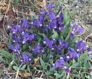 Iris pumila- nu ii mai am; Stanjenei pitici (salbatici)
mi-a furat cineva toata tufa
