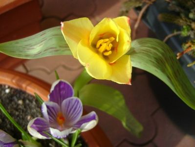 9 mart. 2018: Lalele si crocusi