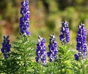 Aconitum-napellus; omag,soare, 1m, 12ron, dianadia
