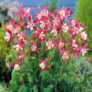 aquilegia crimson star; alb+rosu, soare-semiumbra, 60-75cm, 6ron, dianadia
