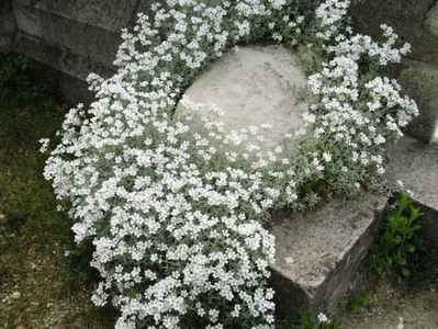 cerastium tomentosum; 6ron, dianadia
