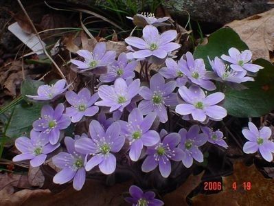 hepatica americana; 15ron, dianadia
