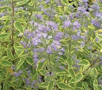 Caryopteris-Summer-Sorbet; aug-oct, 1*1 m, variegat, 25ron, dianadia
