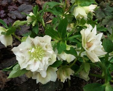 11 03, Helleborus Double Ellen White Spotted