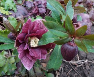 Helleborus Double Ellen Red