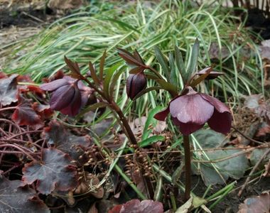 Helleborus orientalis Metallic Blue Lady