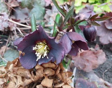 Helleborus orientalis Metallic Blue Lady