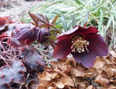 Helleborus orientalis Metallic Blue Lady