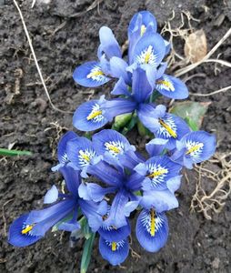 iris reticulata harmony