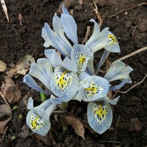 iris reticulata katharine hodgkin