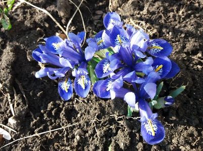 iris reticulata harmony