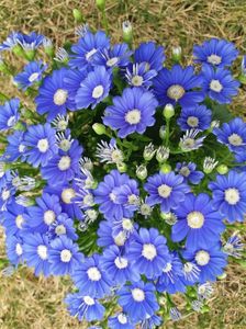 Cineraria, planta anuala , rezista pana