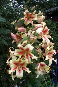 Lilium Trees Lavon