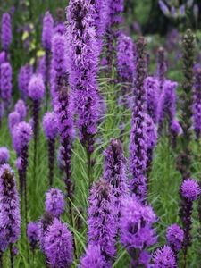 Liatris spicata