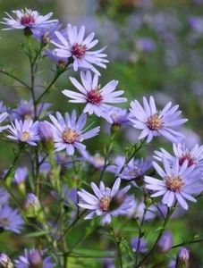 aster-little-carlow