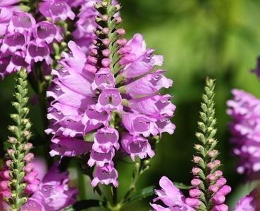 Physostegia virginiana Rosea,  nu; roz, soare-semiumbra, 80cm, iun-sept, 10ron, dianadia
