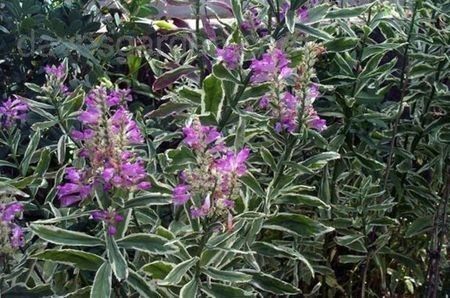 Physostegia virginianaVariegata10; roz deschis, soare-semiumbra, 60-90cm, frunze varieg(alb+verde),iun-sept, 10ron, dianadia
