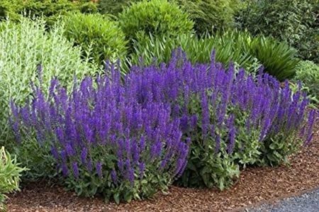 salvia x sylvestris maynacht; lavanda, soare-semiumbra, iun-aug, 70cm, 10ron, dianadia
