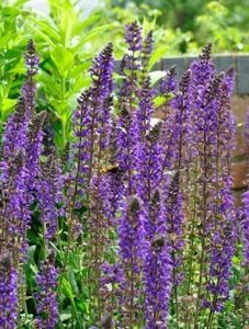 salvia x sylvestris maynacht