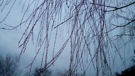 Salix alba Tristis - Salcia plangatoare