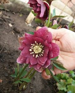 15 03,Helleborus Double Ellen Red